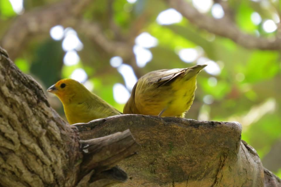 Pousada Encantos Do Cerrado Delfinópolis المظهر الخارجي الصورة